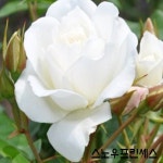 유럽향기 사계넝쿨장미 (가든뷰티컬렉션) 분양중 : 청일묘목농원