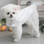 토토앤로이 엔젤 윙 블라우스 화이트(M073) 강아지티셔츠 강아지나시 강아지셔츠 강아지여름옷 강아지봄옷 : 로얄펫샵