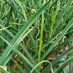 마늘쫑 싸게팔아요 홍산마늘 삼수니농장 4kg : 삼수니농장 삼수니팜