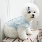 토토앤로이 엔젤 윙 블라우스 블루(M075) 강아지티셔츠 강아지나시 강아지셔츠 강아지여름옷 강아지봄옷 : 로얄펫샵