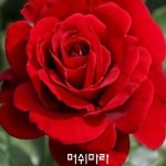 유럽향기 사계넝쿨장미 (가든뷰티컬렉션) 분양중 : 청일묘목농원