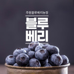 [생산자직접판매] 2022년 국산 무농약 햇 블루베리 생과1kg : 주원블루베리농장