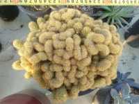 [수암다육] 황금사철화 대품 Mammillaria Elongata f. cristata 철화 다육 다육이 다육식물 반려식물 국민다육 : 수암다육농장