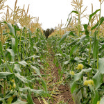 [선착순한정] 제주 초당옥수수특품 10개입/20개입 : 제주월광농장