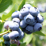 국내산 생 유기농 블루베리 왕특 1kg 친환경 무농약 : 북상주곶감