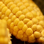 [선착순한정] 제주 초당옥수수특품 10개입/20개입 : 제주월광농장