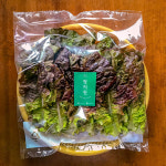 강원도 오대산 적상추 모둠 상추 로메인 150g 소포장 : 청지원