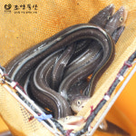 통영 바다장어 자연산 붕장어 장어 구이 1kg 아나고회 : 조양물산