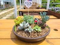 [다육이 DIY] 실내인테리어 소품 홈스타일링 공기정화 다육화분 : 진양호힐링센터