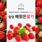 2025 함양냉동딸기4kg농가직접생산발송/ 8kg구입시무료배송 무가당 홀딸기 아이스딸기 딸기쨈 딸기스무디 냉동과일 : 해맑은농장