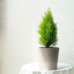 식물쌀롱 율마 중품 향기좋은 나무 피톤치드 : 식물쌀롱