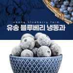 [생산자직접판매] 블루베리 냉동과 1kg : 유송블루베리농장