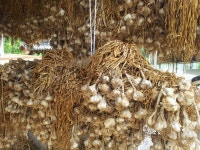 국산 남해마늘 양념마늘 통마늘 저장마늘 1kg : 춘화네시골농장