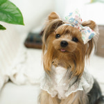 에이프릴 /2color/ 리본 머리띠삔 [주문제작 핸드메이드 강아지핀 강아지악세사리] : MAMAN DOG