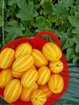 성주 참외 5kg 10kg 선물세트 가정용 못난이 꼬마 5키로 10키로 참외 농장 택배 : 향토박이