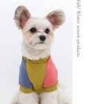 에덴숑 버튼스웻셔츠 (올리브) 강아지옷 강아지맨투맨 강아지겨울옷 고양이옷 강아지가을옷 애견의류 애견옷 강아지티셔츠 : 로얄펫샵