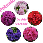 겹페튜니아 캐스캐이드 컬러선택(꽃씨앗/10립)겹페츄니아Double Cascade : 가드너스 박스