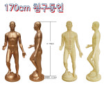해성 주문제작 침구동인 동인형 170cm 전신 표준침구모형 : 의료기상사