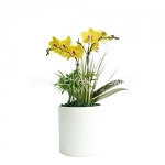 미니호접란 썬셋 (SH0113)[서양란/축하화분/승진/이취임] : 젠틀맨꽃배달