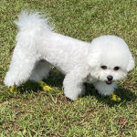 강아지 자가 접착 붕대 신발 10+1 : 셜리하우스