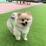 디멜리 강아지 커플룩 아보카도 민트 끈나시 : 디멜리
