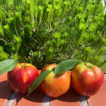 농장직송 복숭아 신비복숭아 신선복숭아 천도복숭아 당일수확 : 원씨네농장