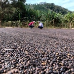 [커피생두] 브라질 피치피치 5kg/ Brazil Peach Peach / 스페셜티 커피 생두 : 위트러스트커피