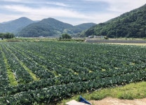 친환경 무농약 햇양배추 양배추 양배추즙 위에좋은음식 2kg 3kg 5kg : 친환경 농산물 다온팜
