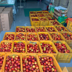 농장직송 복숭아 신비복숭아 신선복숭아 천도복숭아 당일수확 : 원씨네농장