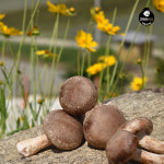 [고여사버섯] 오르틴버섯(특상)  - 국내산친환경무농약재배 오르틴송이버섯 아르기닌 오르니틴 영양소 면역력증진 항암식 부모님선물 : 고여사버섯