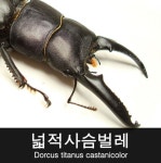 넓적사슴벌레 수컷 / 사육산 (초보자 사육용 추천) : 대구곤충마트