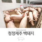 [제주직송] 제주백돼지 삼겹살(오겹살) 500g, 2cm두께 (매주목요일발송) : 제주니아