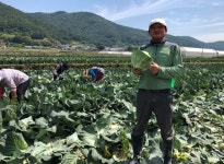 친환경 무농약 햇양배추 양배추 양배추즙 위에좋은음식 2kg 3kg 5kg : 친환경 농산물 다온팜