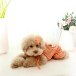 퍼피홀릭 리본펌킨슈트 : 퍼피홀릭