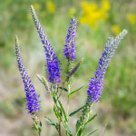 꼬리풀 씨앗 100립 / 다년생 베로니카 꽃씨 야생화 speedwell seed : 주주씨앗