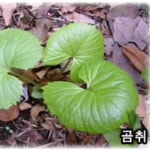 산나물무침 강원도 참 곰 병풍 취나물 절임 : 블루밤