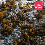 완도 꼬시래기 미역 줄기 미역귀 생꼬시래기 염장꼬시래기 1-10kg : 프레시홍
