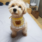 보리의하루 곰돌이케이프 강아지 고양이 턱받이 도그빕 : 보리의하루