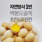 (20구)자연방사 1번 백봉오골계 초란 & 유정란 백봉농장직영 직배송 : 백봉농장