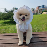 강아지모자 러블리 레이스보넷set  썬캡 뭉미샵 포메라니안옷 : 뭉미샵