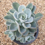 [수암다육] 올펫 Echeveria Orpet 다육 다육이 다육식물 반려식물 국민다육 선인장 플랜테리어 : 수암다육농장