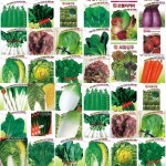 웰빙 쌈채소 텃밭 씨앗 종자 종합 상추 당근 등 : 다원식물병원