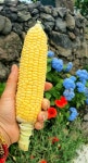 [고장밭] 2025 제주도 제주 애월 산지직송 초당옥수수 특상품 (15cm이상)  10개 15개 : 제주 고장밭