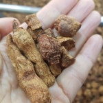 언니랑마시자 둥굴레차300g 구수함 기력회복 농장직영 : 언니랑마시자 초록영농조합