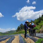 친환경 무농약 첫 수확 초당옥수수 특품 5개 10개 15개 : 북상주곶감