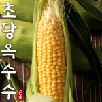 초당옥수수 마약 옥수수 햇 찰 옥수수 : 내고향 농수산