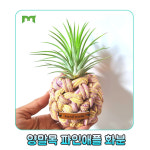 양말목 파인애플 화분 만들기 KIT  3개 25가정 [강남건강가정지원센터] : 한국업사이클교육협회