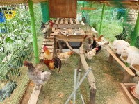 자연란 행복 청계란 & 행복 백봉란 혼합 : 화해원 행복농장