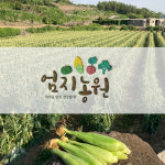 제주엄지농원 제주초당옥수수 산지직송 20개 : 제주 엄지농원