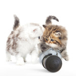 고양이혼자노는장난감 급식기 오뚝이 놀이 노즈워크 : 동아리